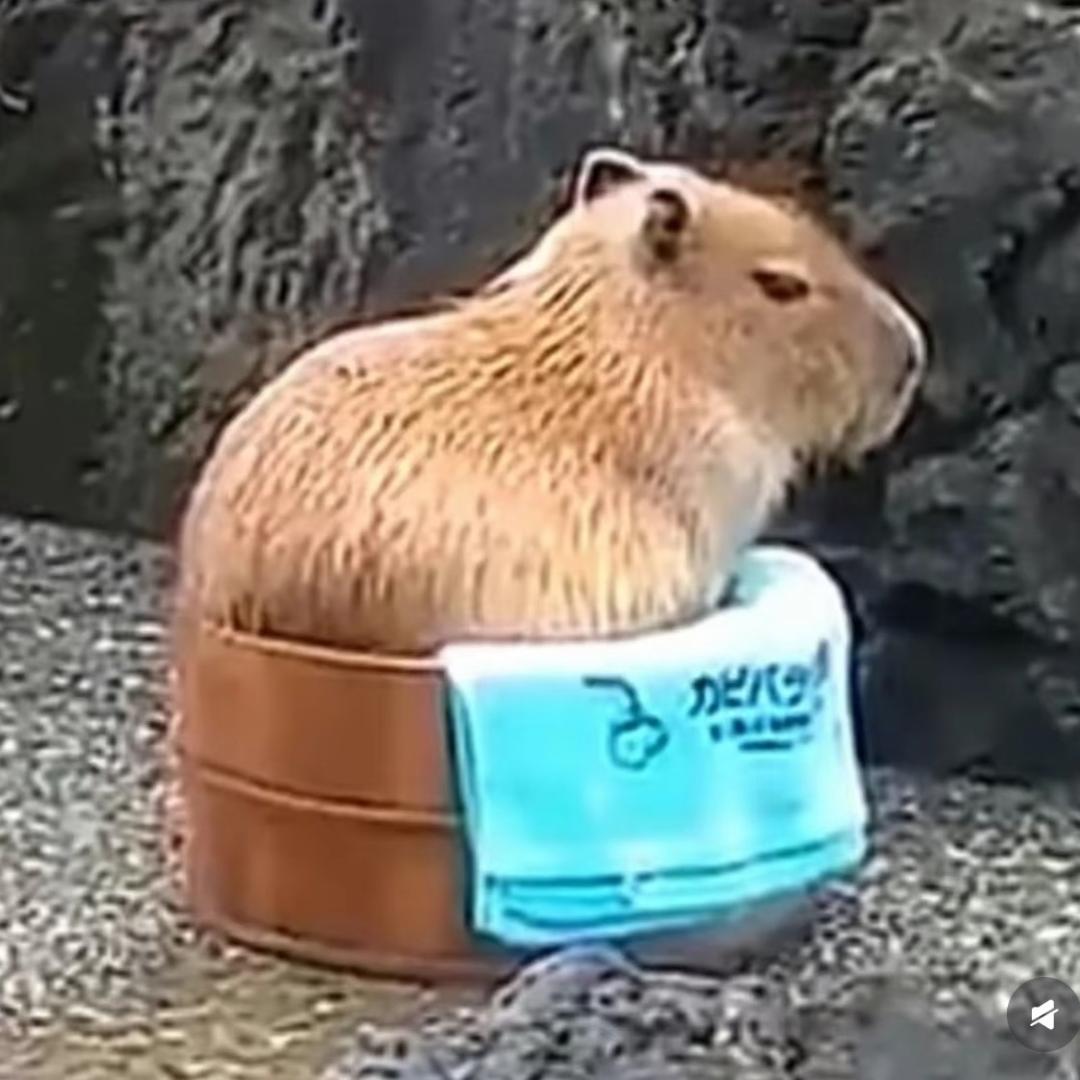 水豚星星脚