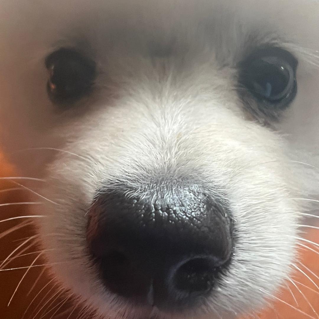 小麦麦.🐾