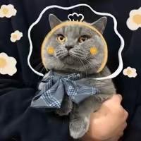 甜小喵