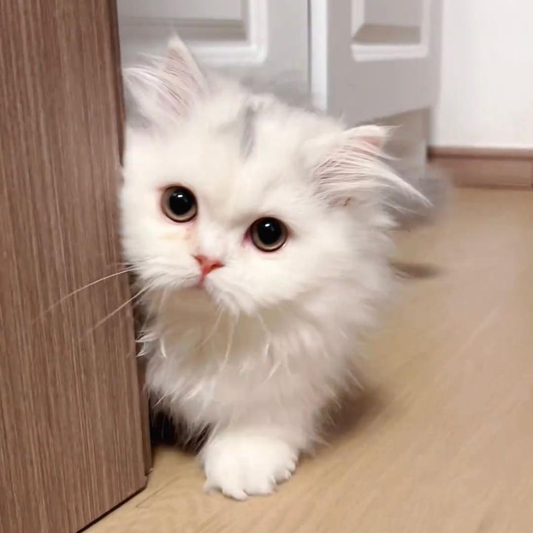 喵小姐（领猫看主页）