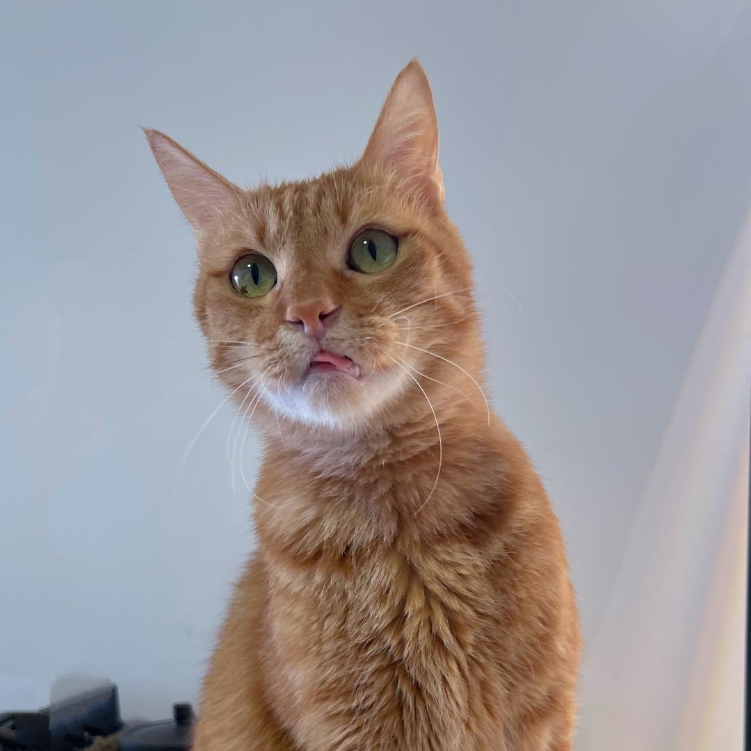 橘子的铲💩官大人