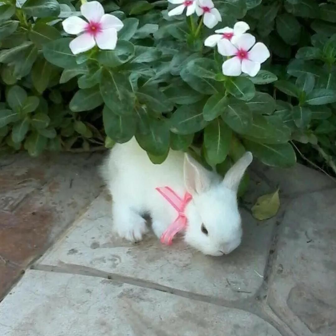 车和干