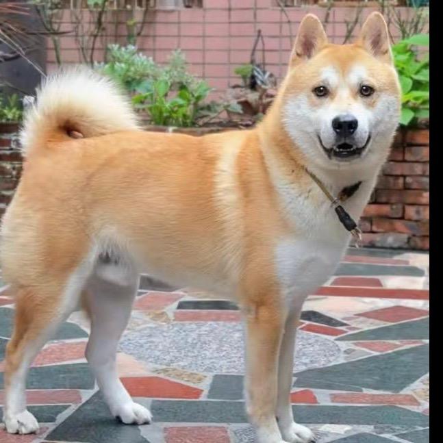 广西田园犬，土猎犬
