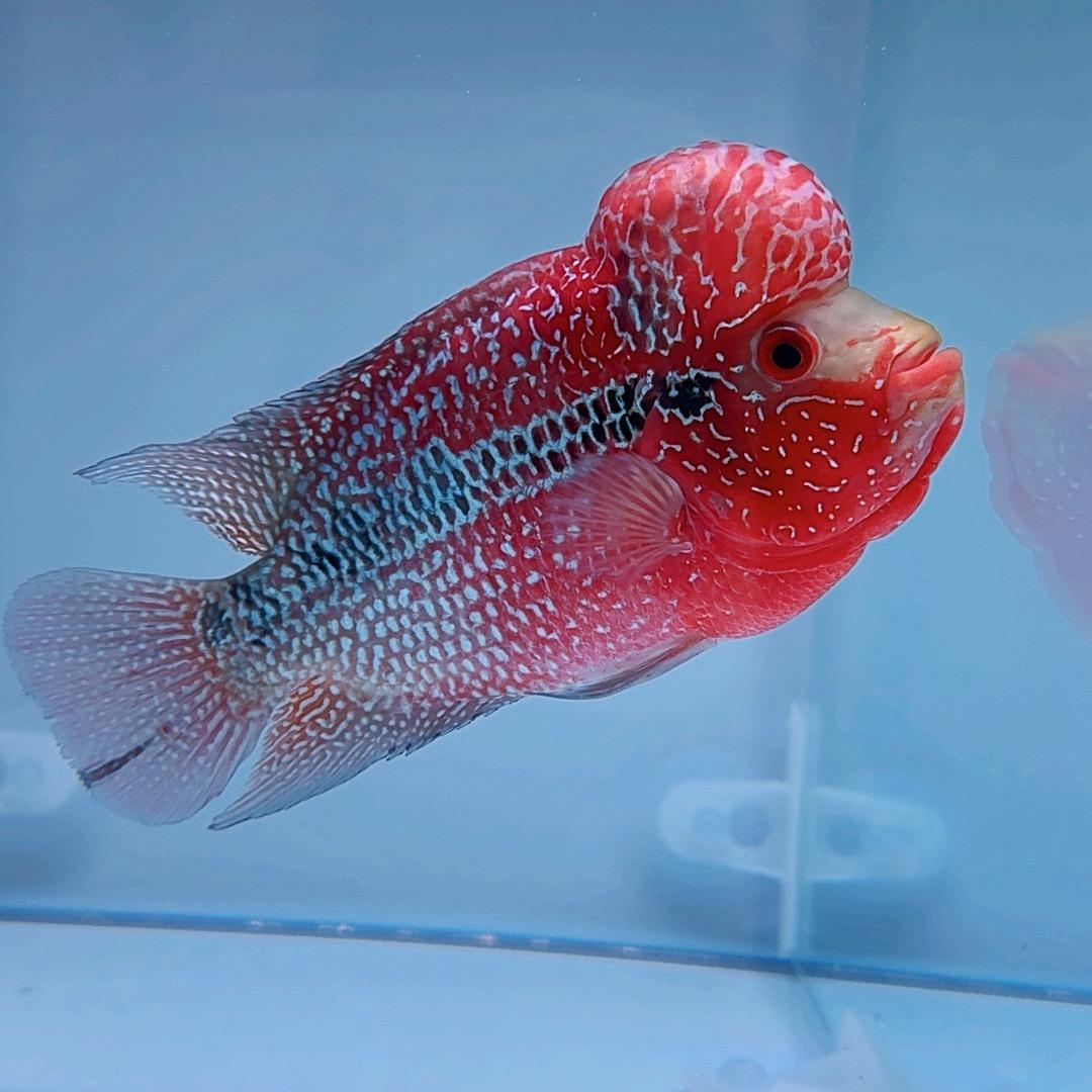茗洋水宠