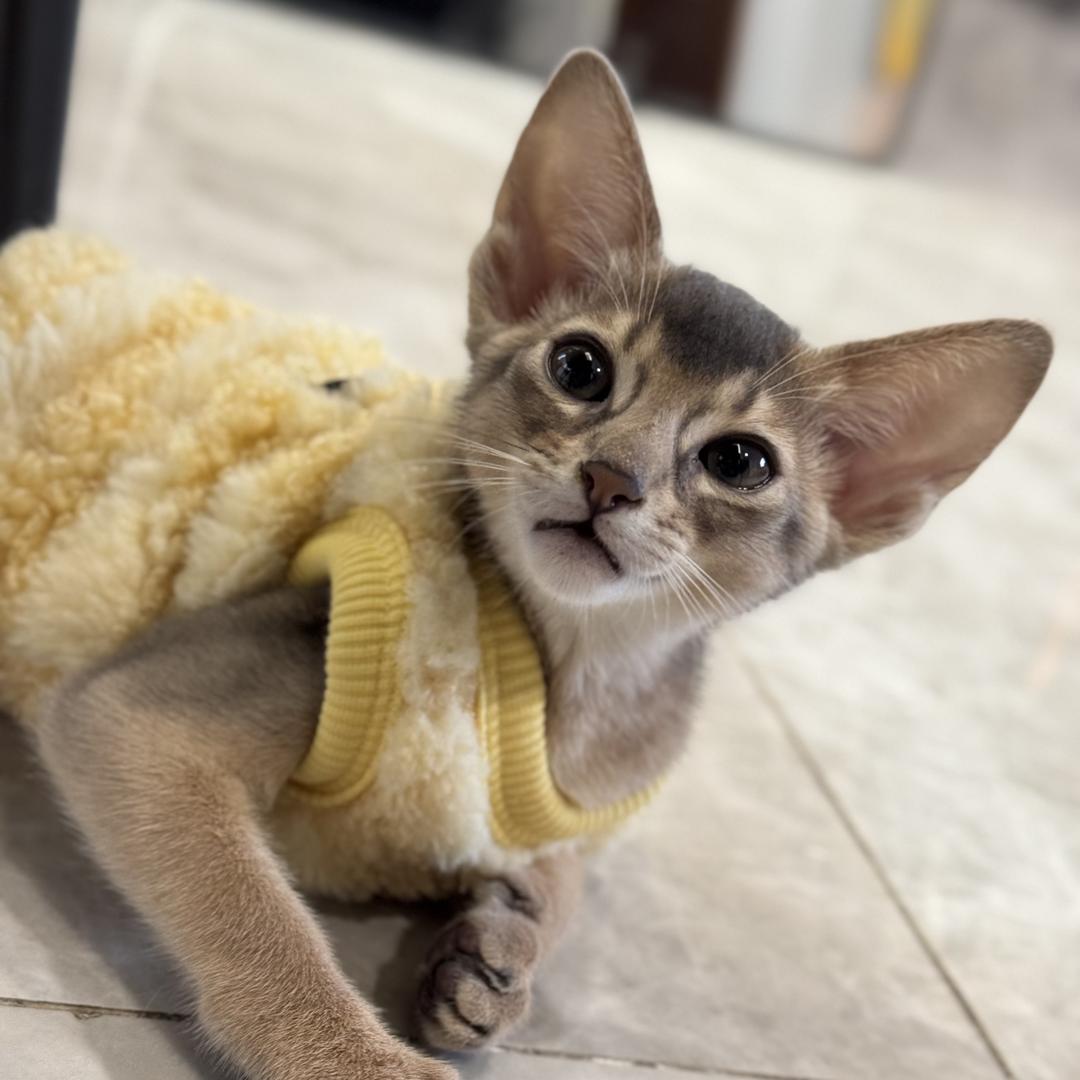 Meng