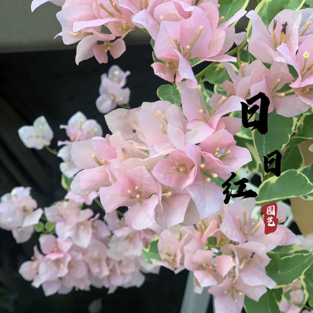 日日红园艺