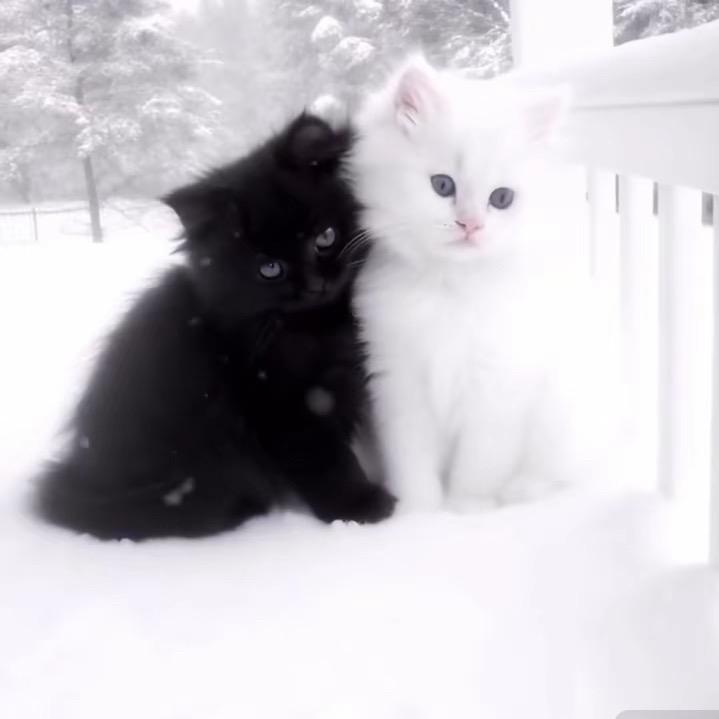 kiki大王❄️