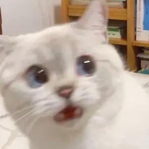 青椒盖饭
