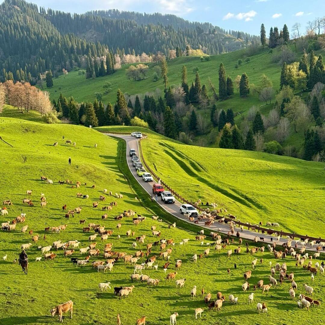 新疆纯玩领队星星💫