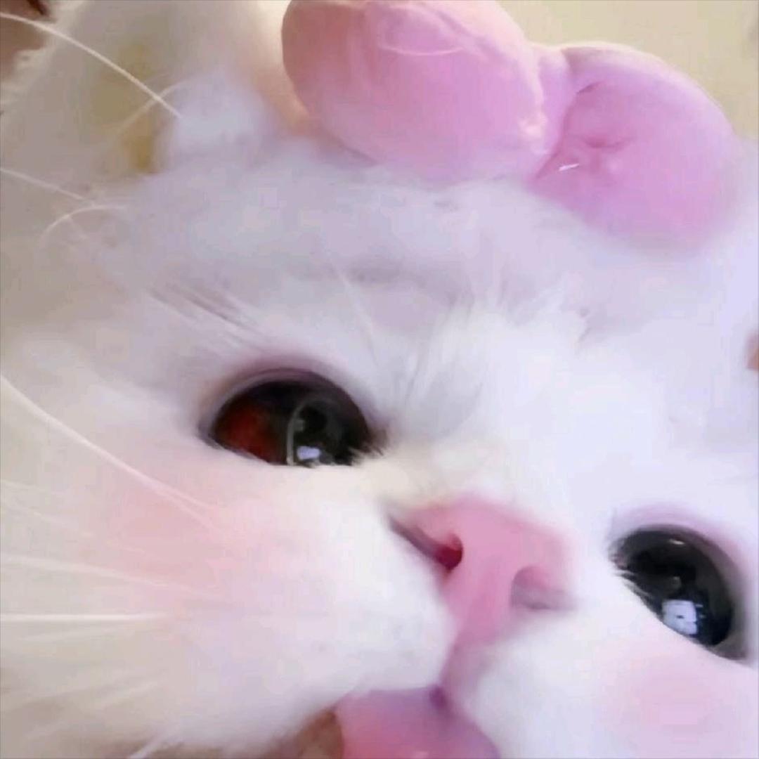猫猫鱼