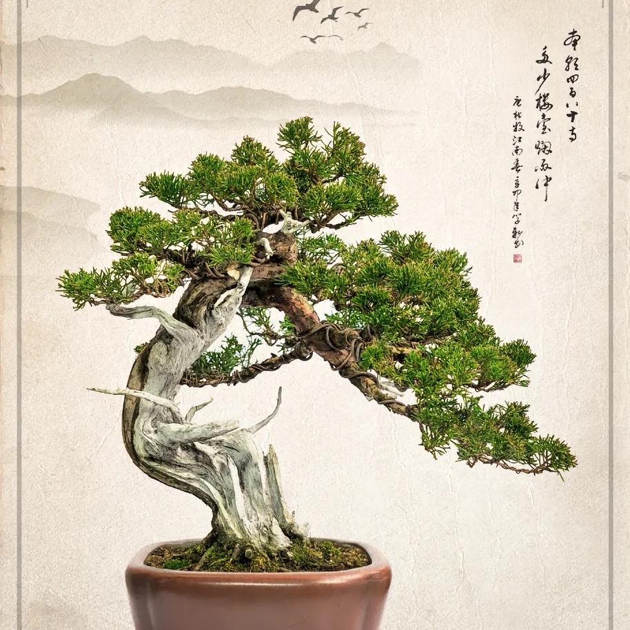 星亚盆景园艺