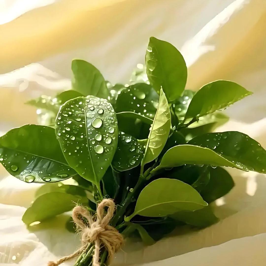杨孃孃✿