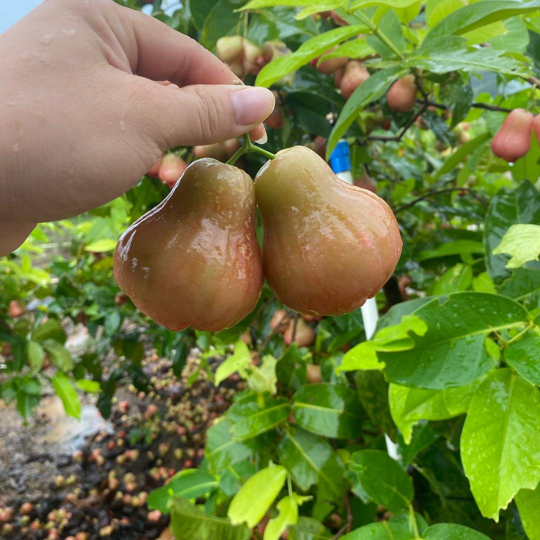 杰出果树苗木专营店