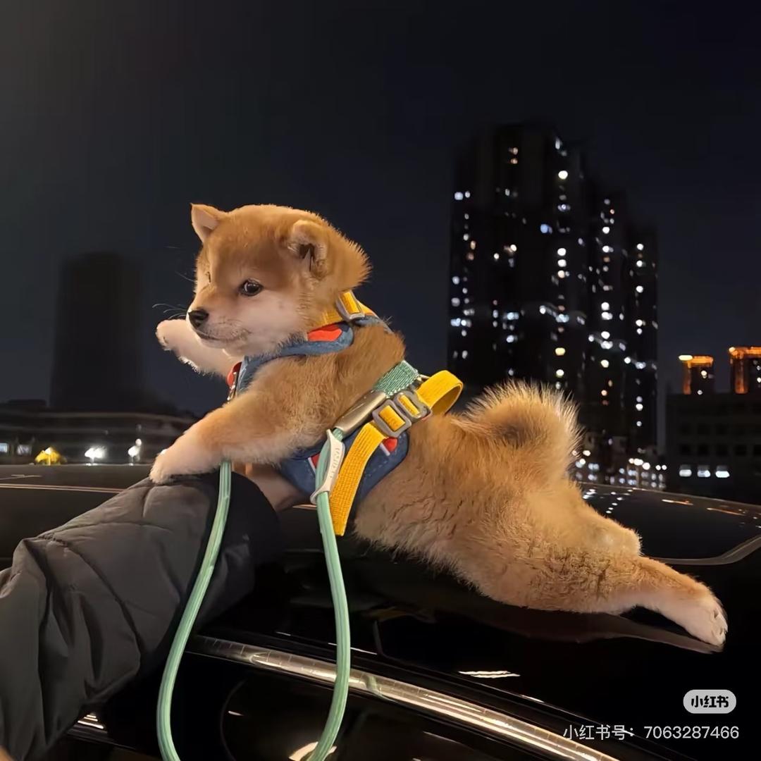 辉