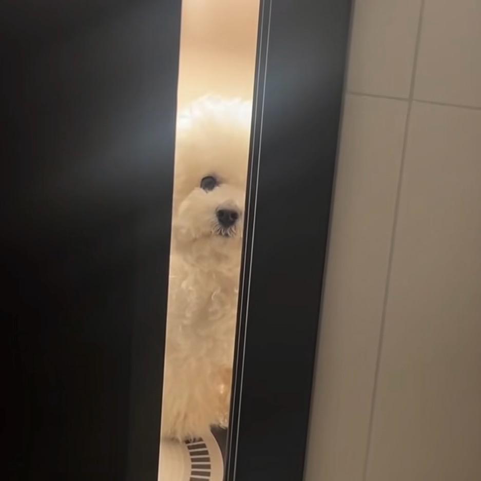 狗狗的难过日常