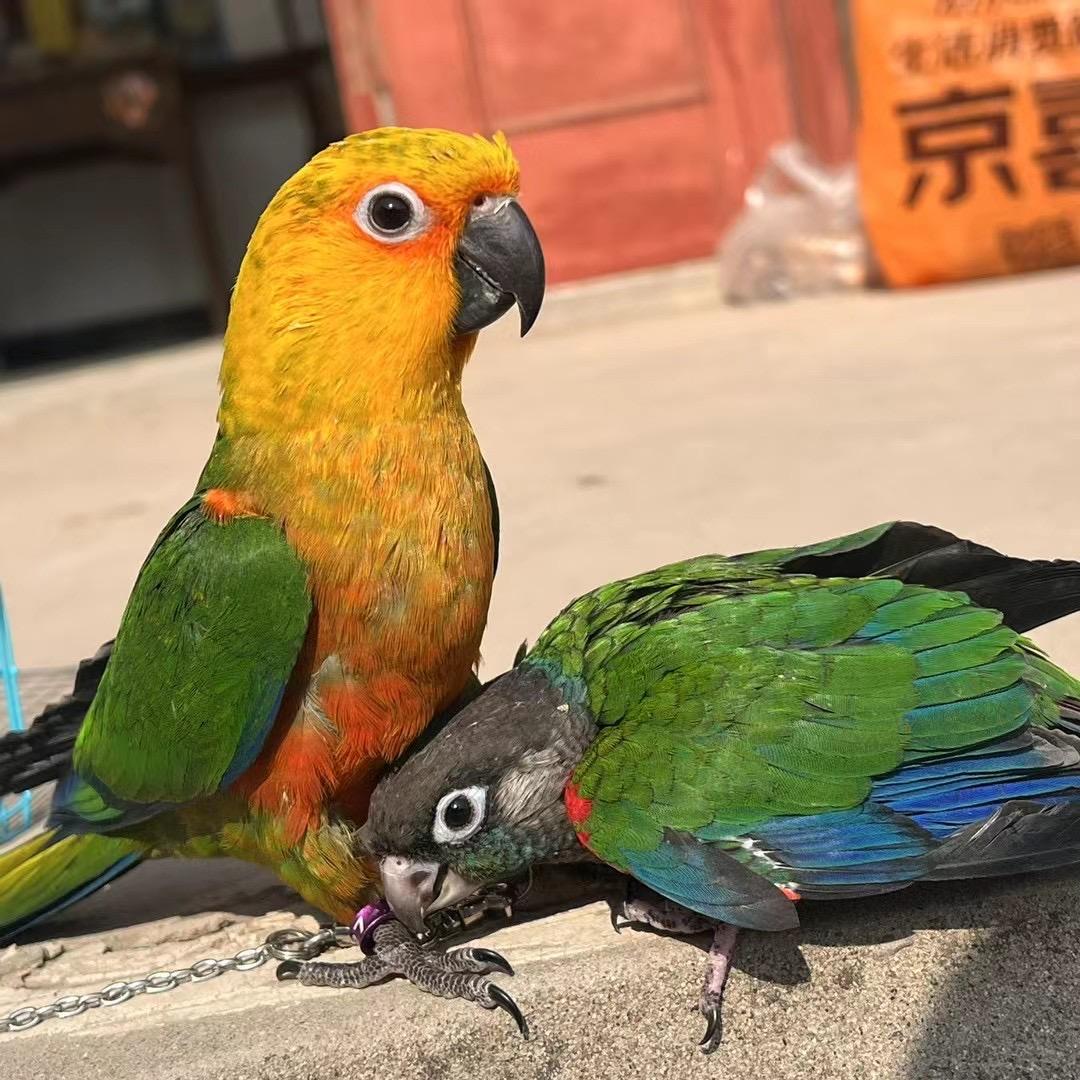 鹦鹉虾🦜
