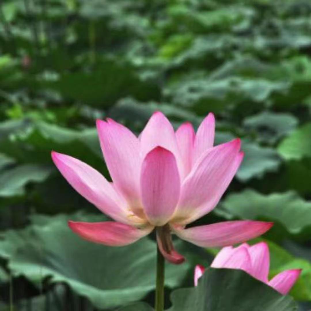 哲哲好物精选的头像