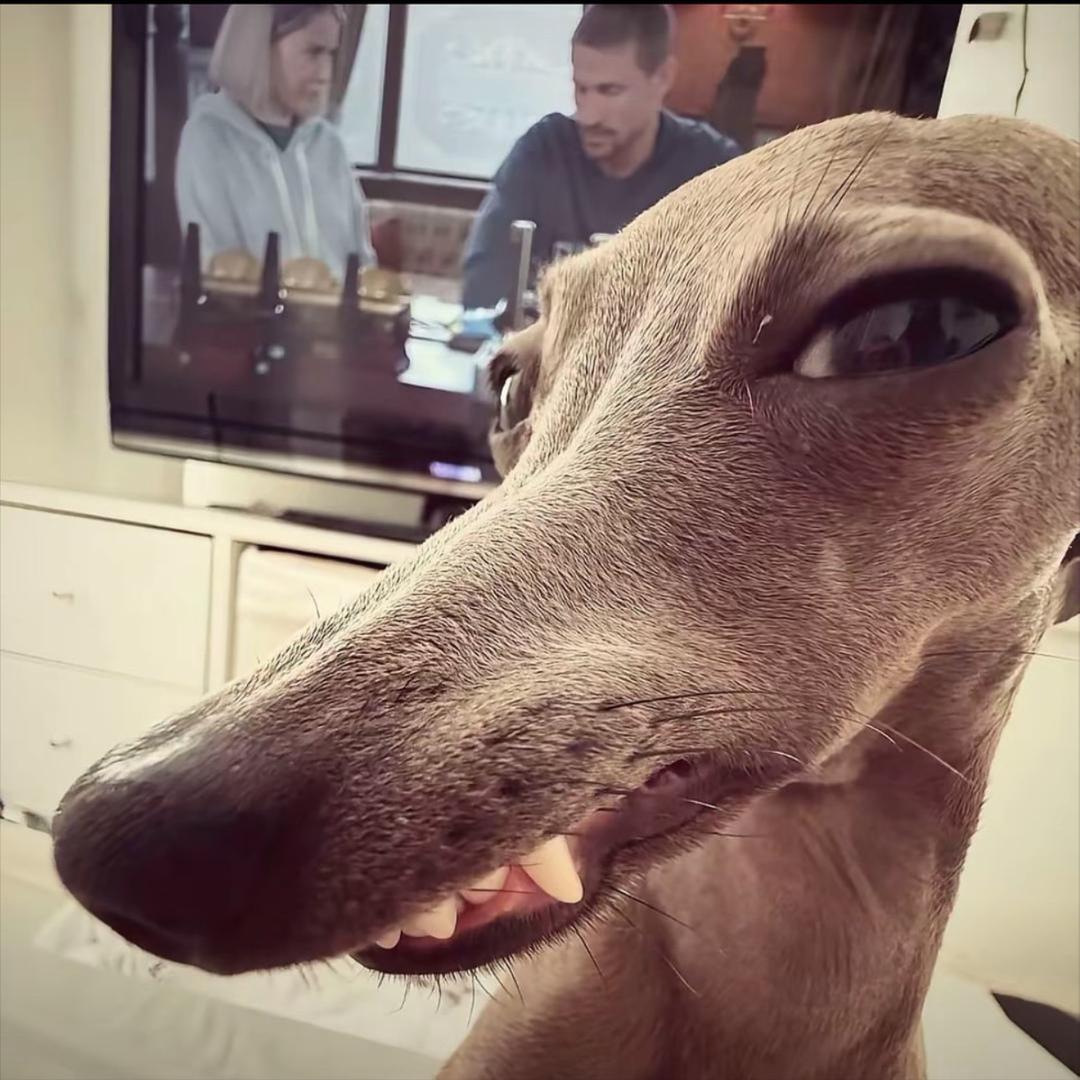 天才蝎子莱莱👾