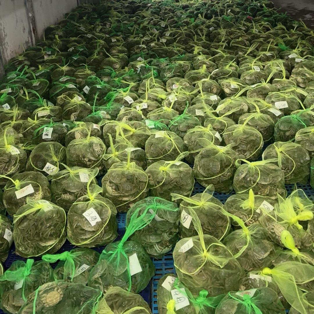 陈大帅水产品经营部