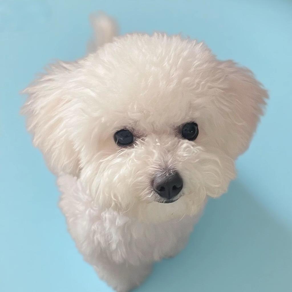 超级小狗可以吃美味芝士汉堡