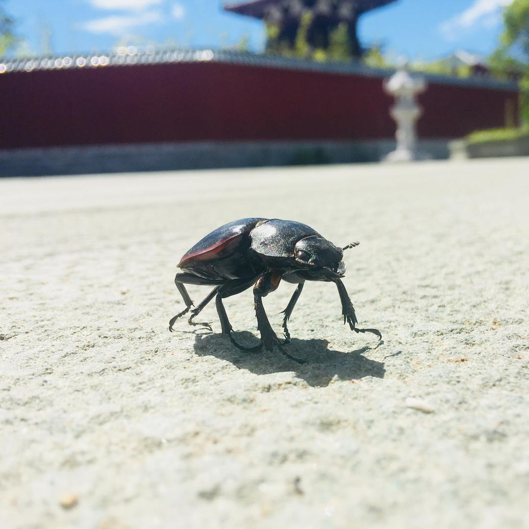 才旺康吉