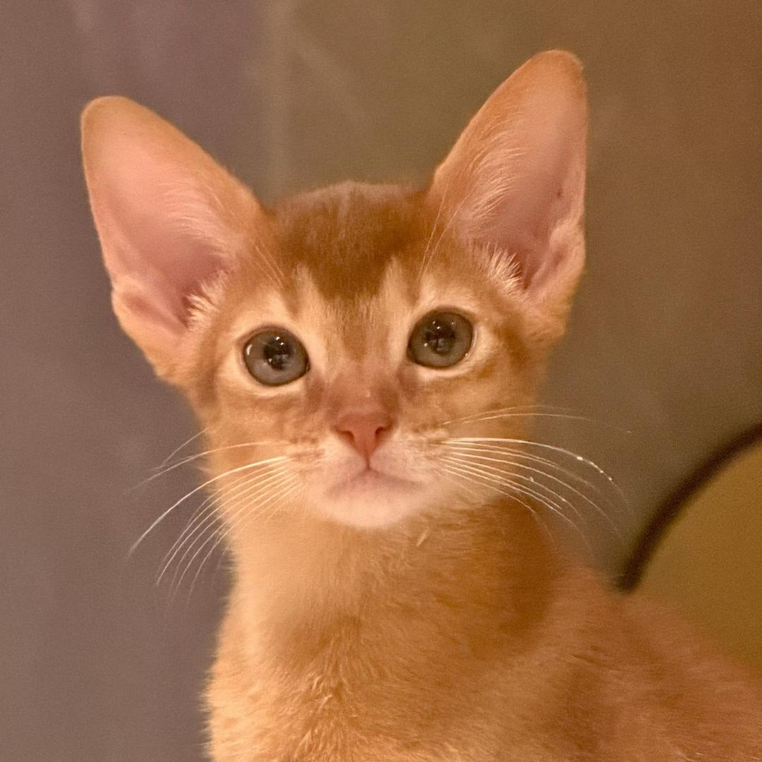 KAIK7W（见过SK版）