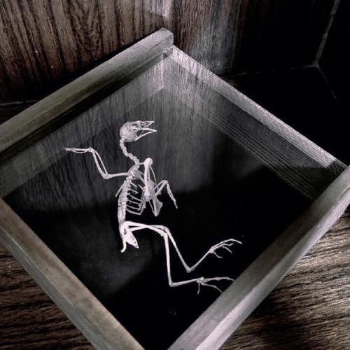 港澳轻奢会- Y总