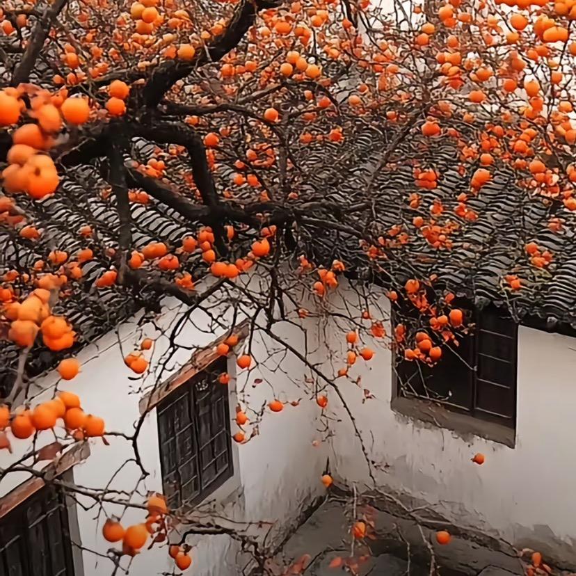 菩提树
