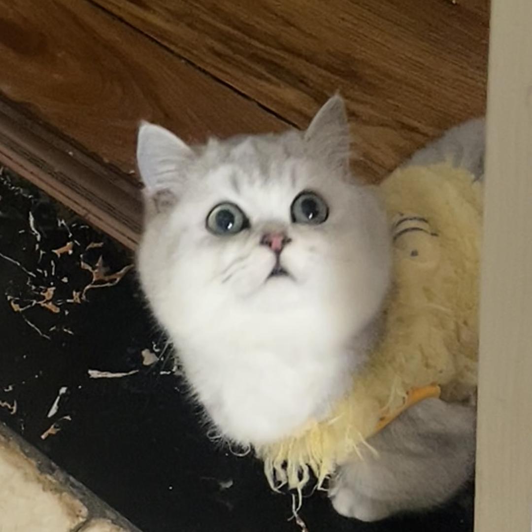 爱吃猫粮