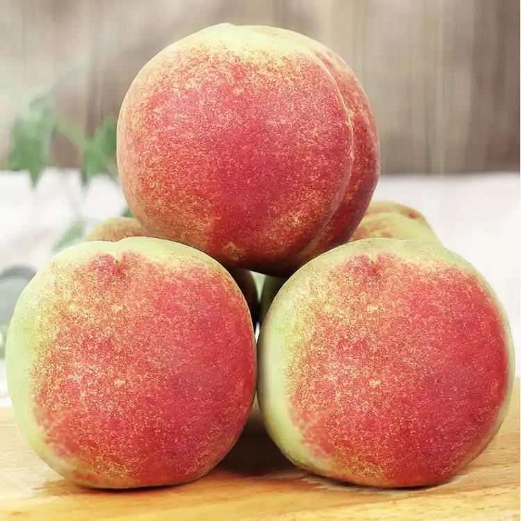 阳光玫瑰葡萄产业带