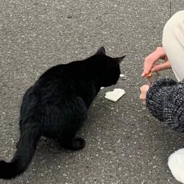 黑猫警长🐴