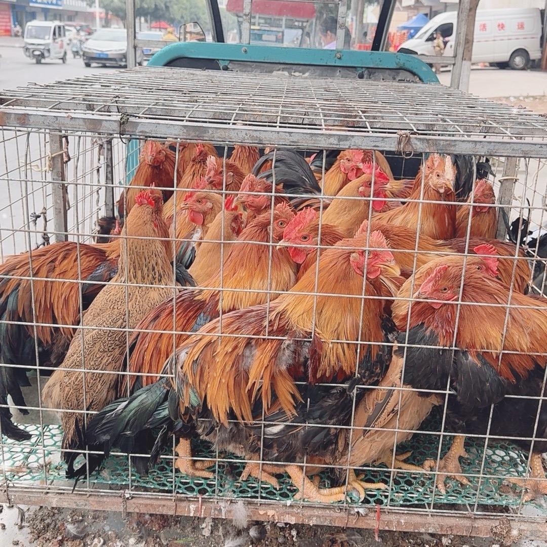 云巨卖鸡