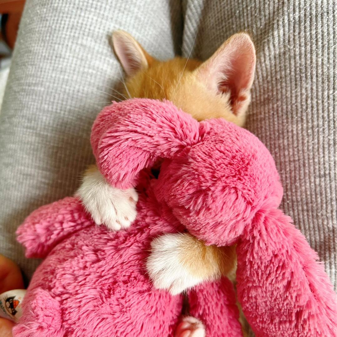 砂糖橘是只猫