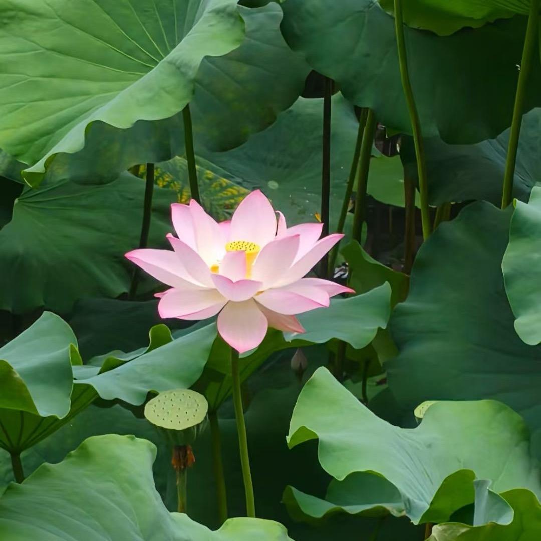 繁花似锦