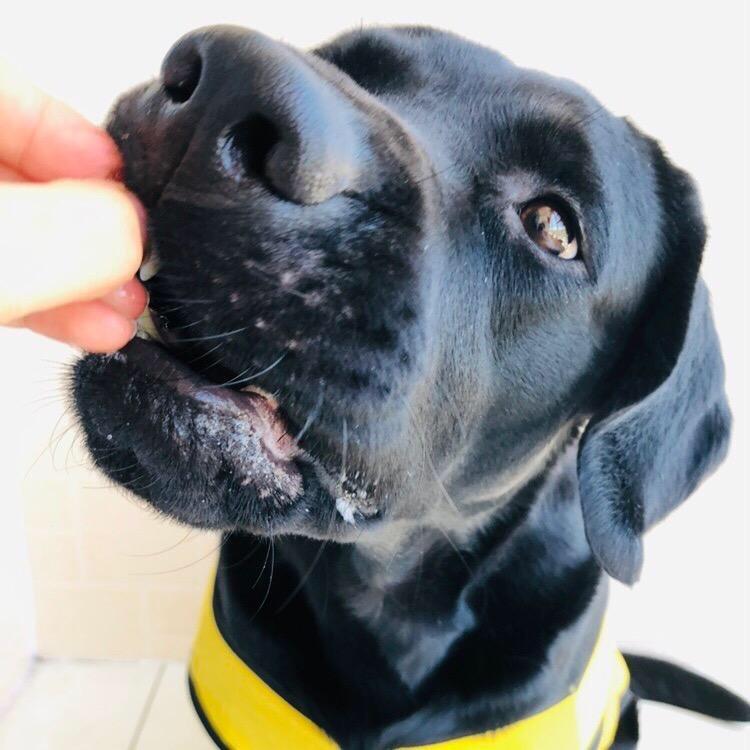 家有❤️傻狗