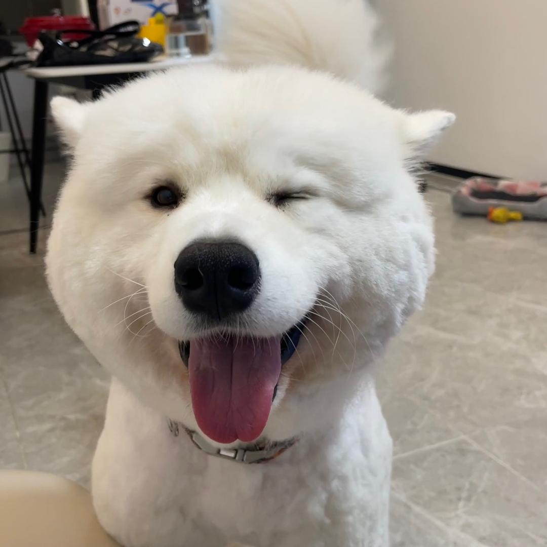 Va同学的狗