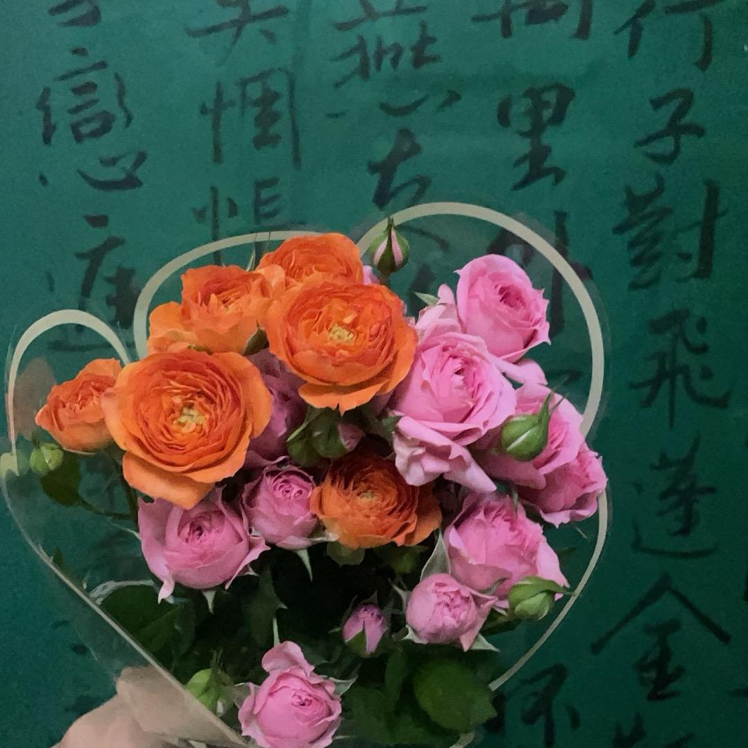 养猫的狗