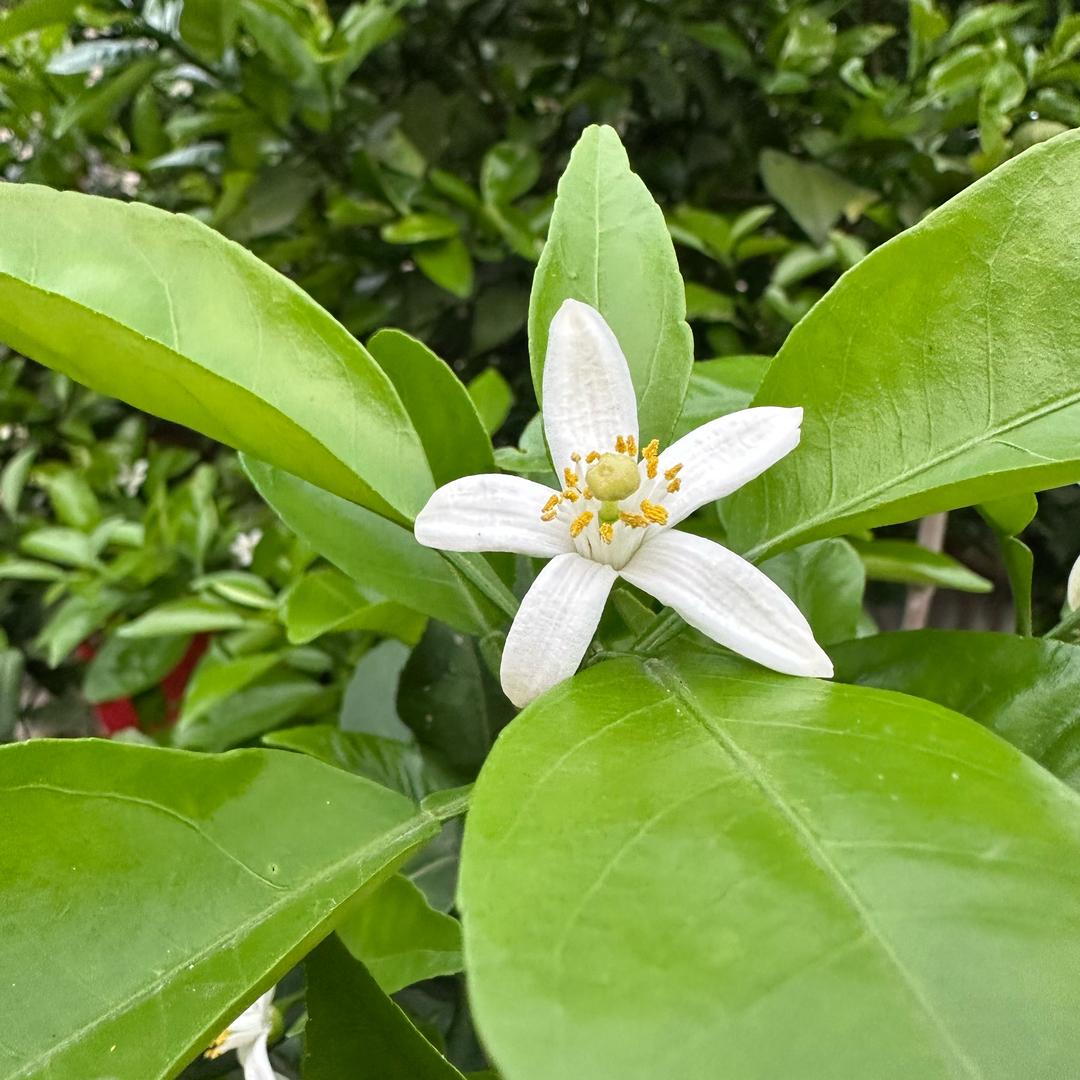 栖凤渡茶油鱼粉