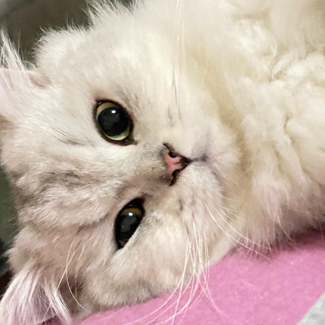 阿月…