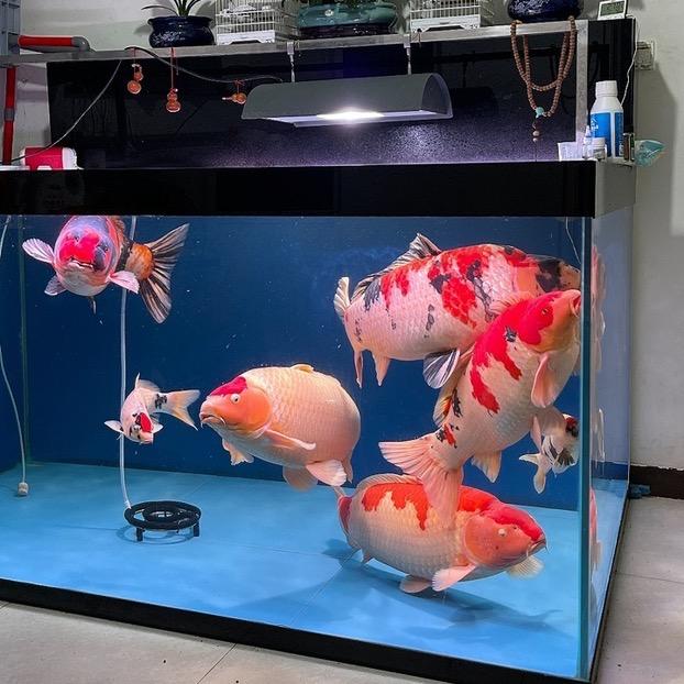 海风爱养鱼（锦鲤）