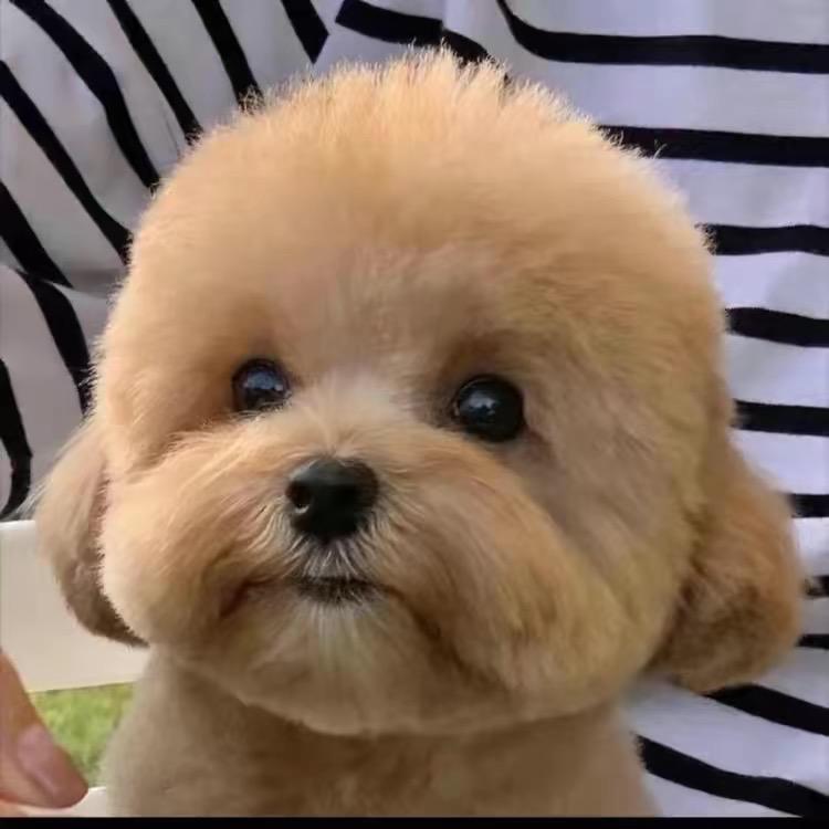 泰迪比熊