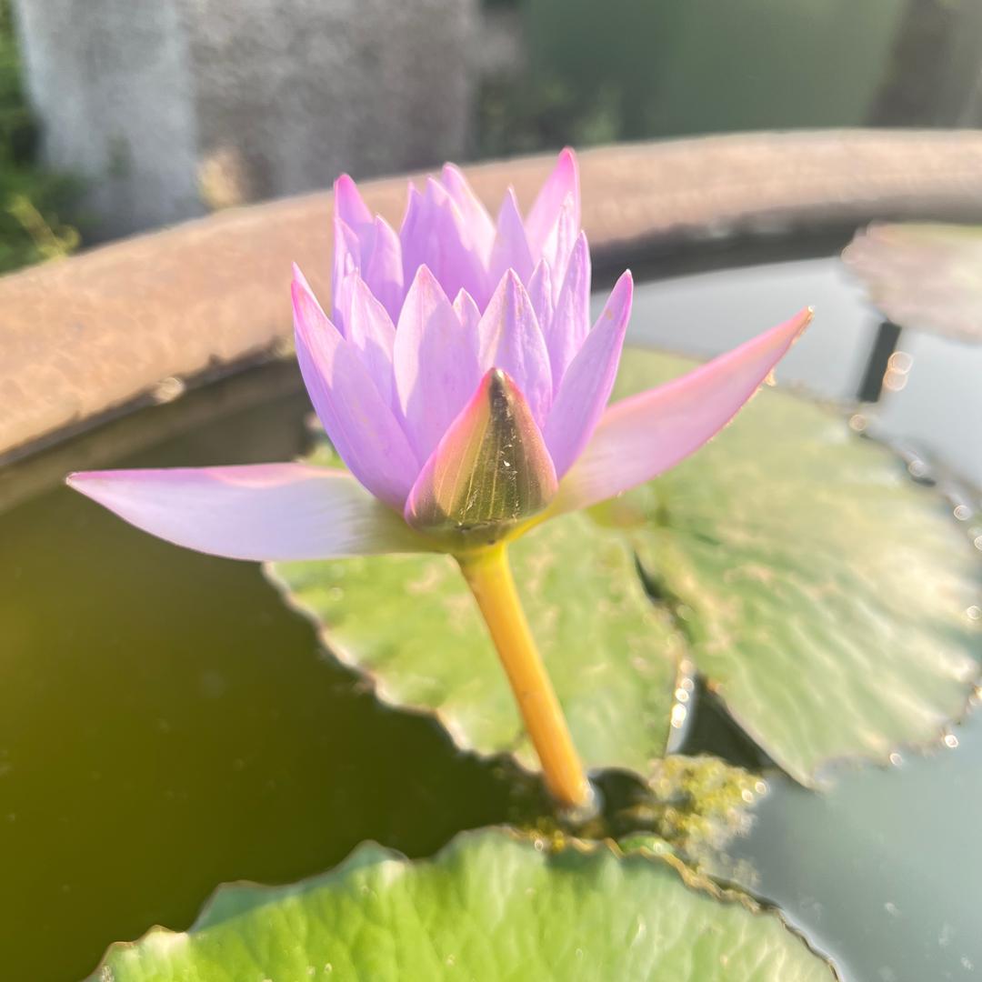 天赐