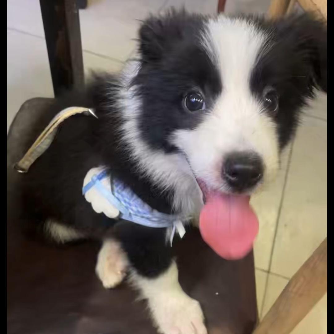 元宝是条狗🐶