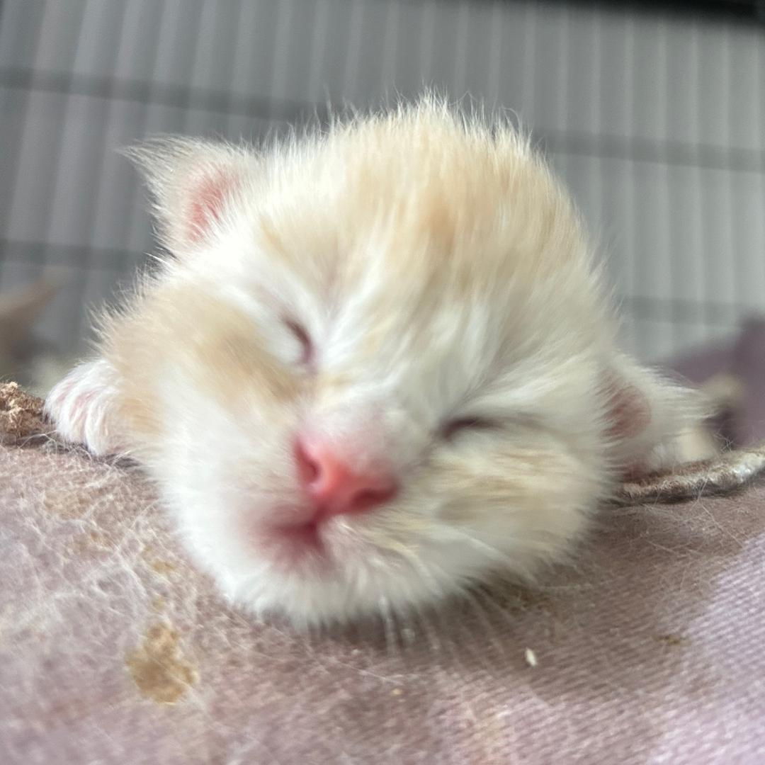 在职教师的小猪咪