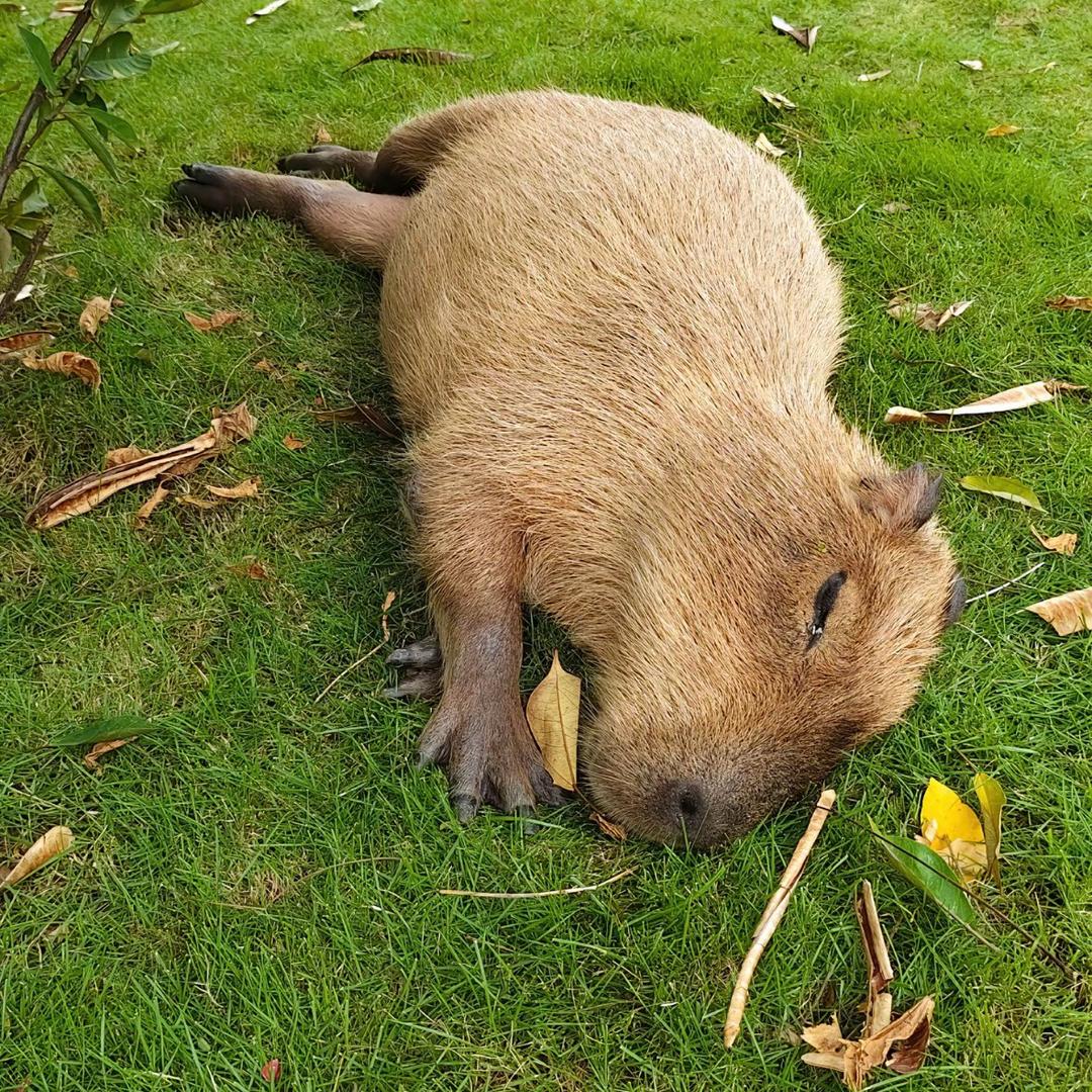 爱吃糖葫芦的小郭