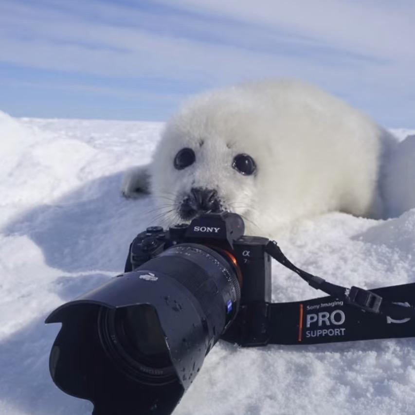 无法上吊且狡猾的生锈海茄子