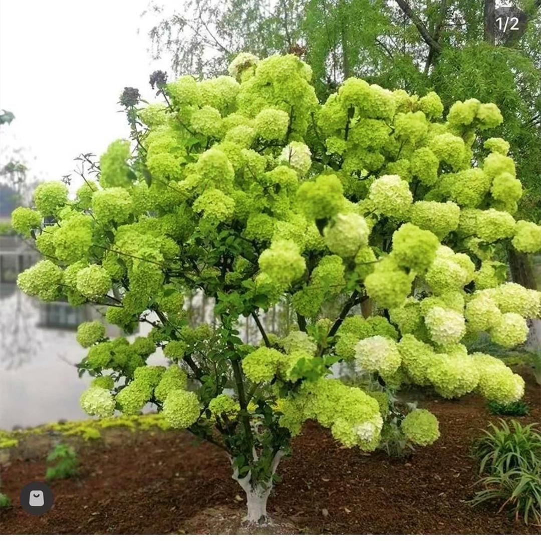 繁花园艺（中华木绣球）