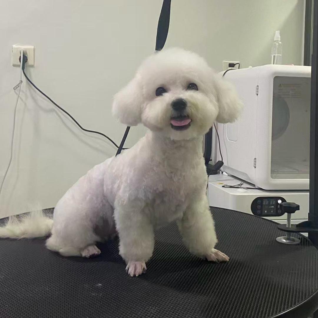 奶盖小芋圆