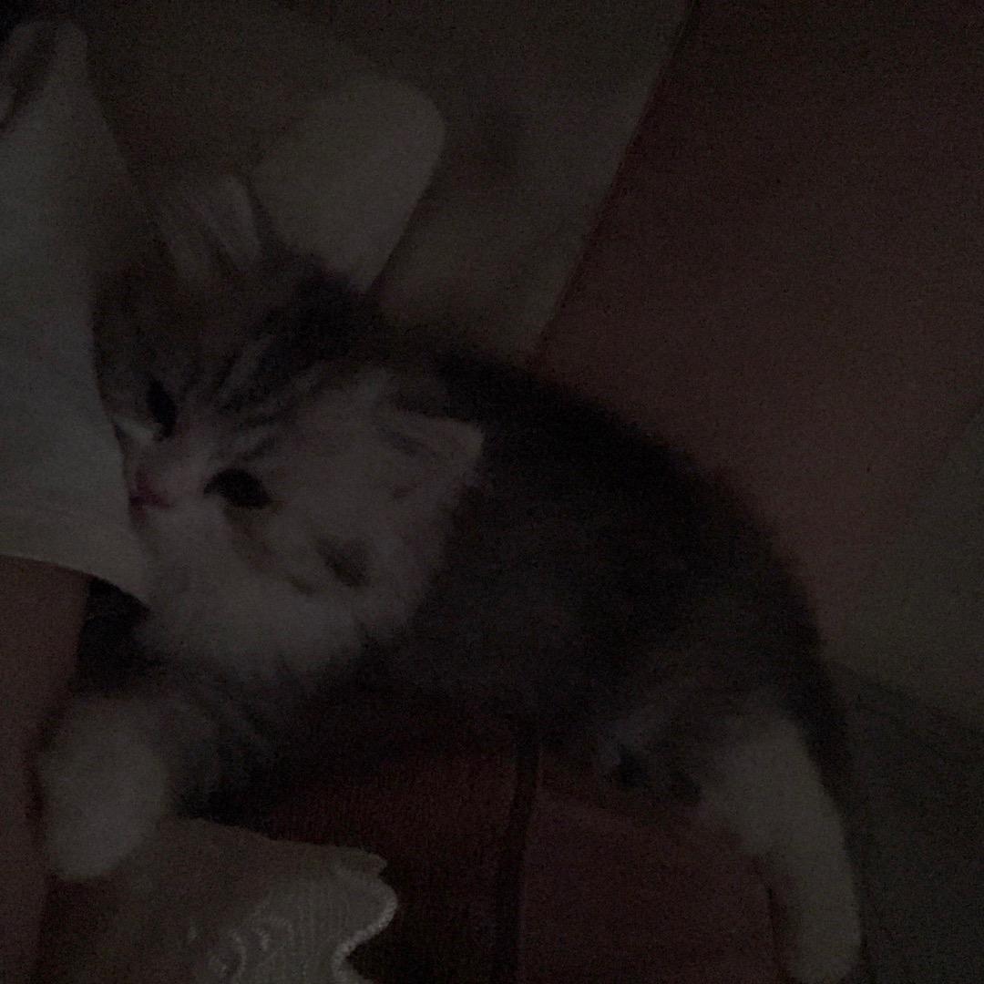liLi