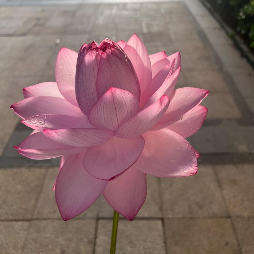아가아가아🌸